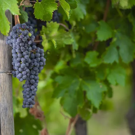My Exclusive Italy - Chianti With Panoramic Pool On The Vineyard Villa *