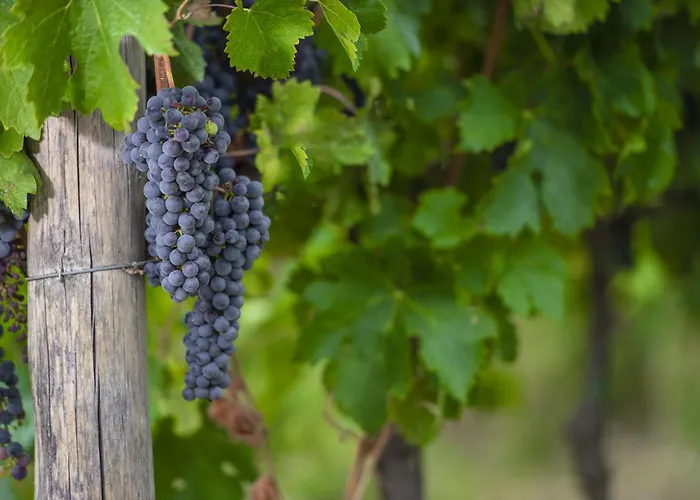 My Exclusive Italy - Chianti With Panoramic Pool On The Vineyard Villa *